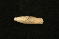 臺灣仿煙管蝸牛藏品圖，第1張